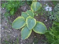 hosta